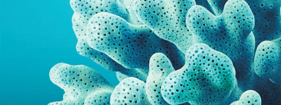 software-tile-tosca-960x360.jpg